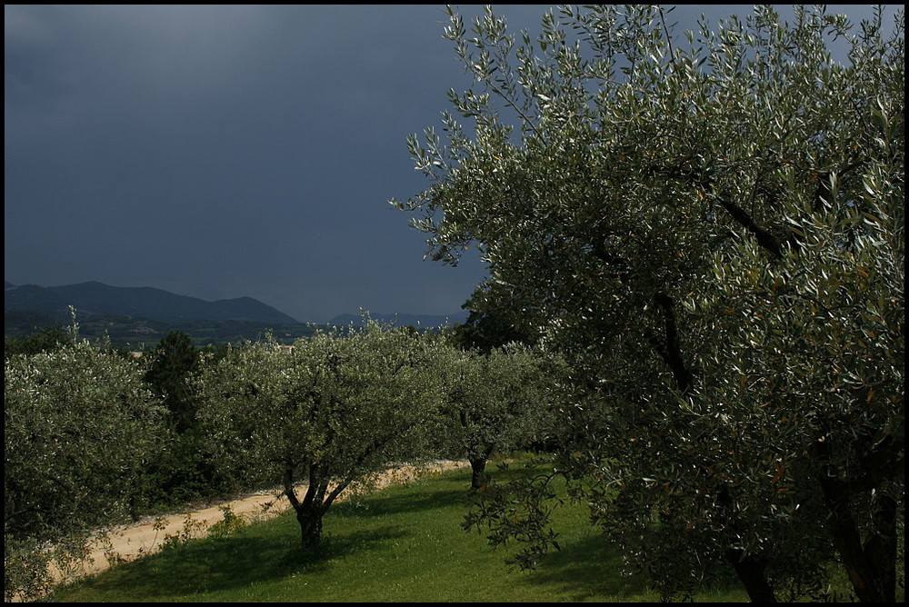 Olivenbäume in der Provence