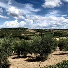 Olivenbäume in ihrer ganzen Schönheit 
