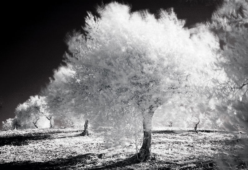 Olivenbäume in IR