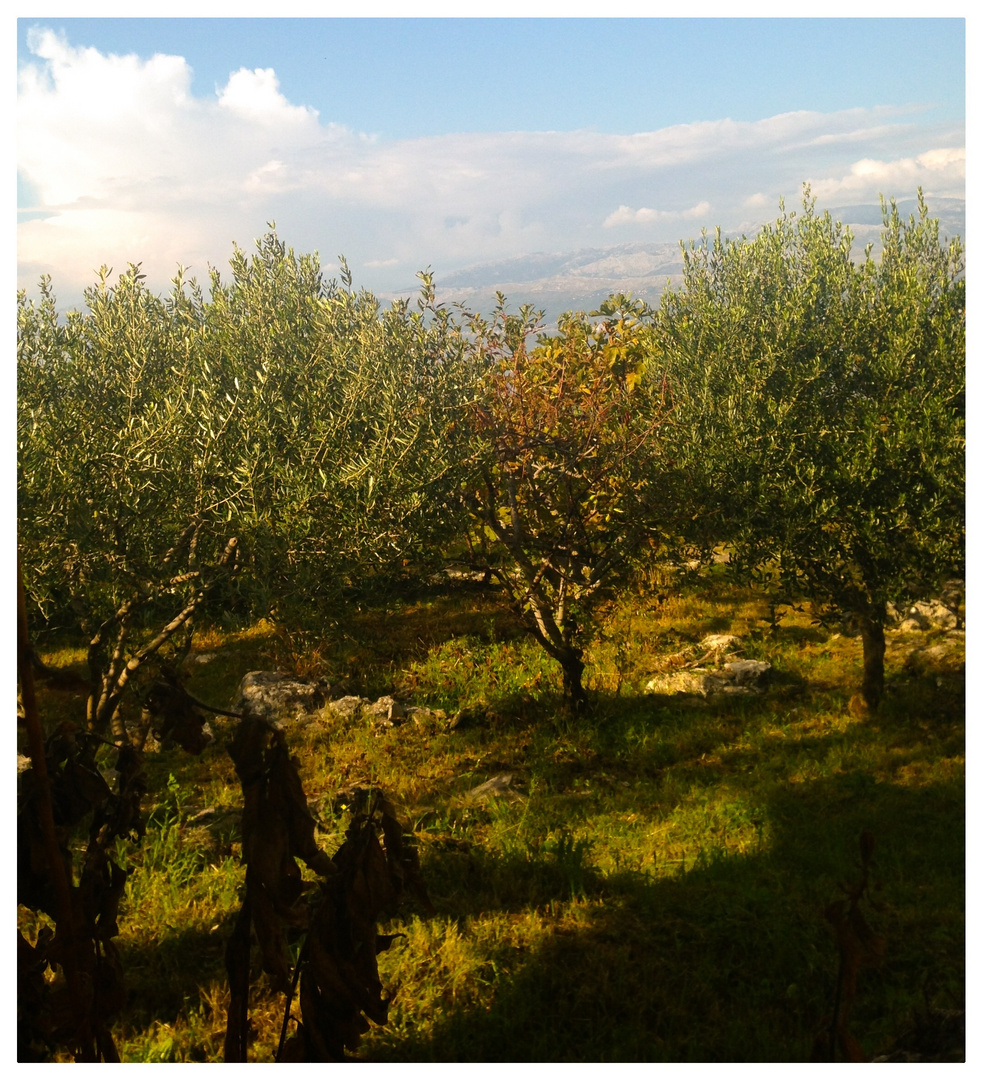 Olivenbäume in Kroatien von der Sonne verwöhnt