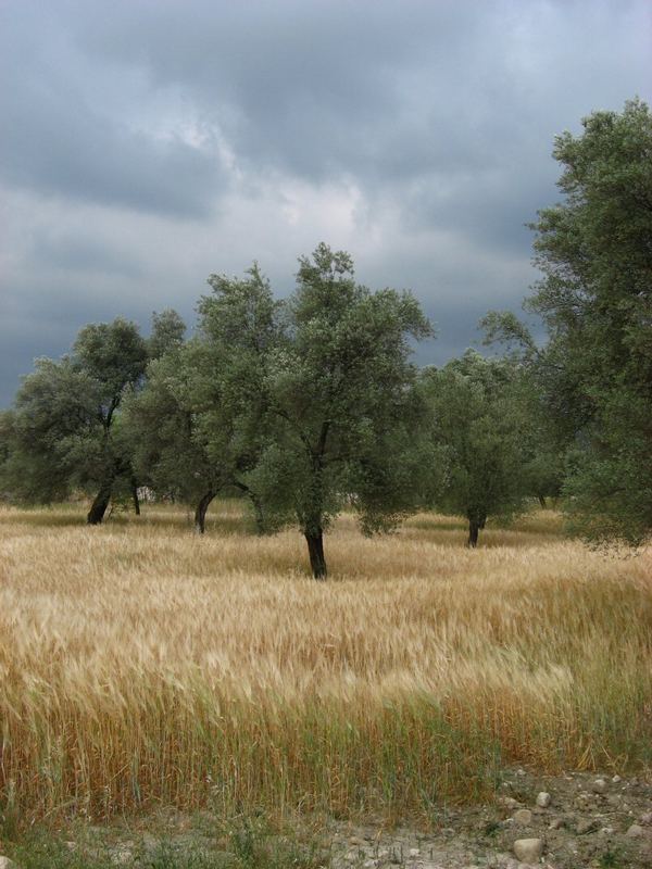 Olivenbäume in Lykien, Türkei