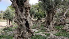 Olivenbäume in Mortitx