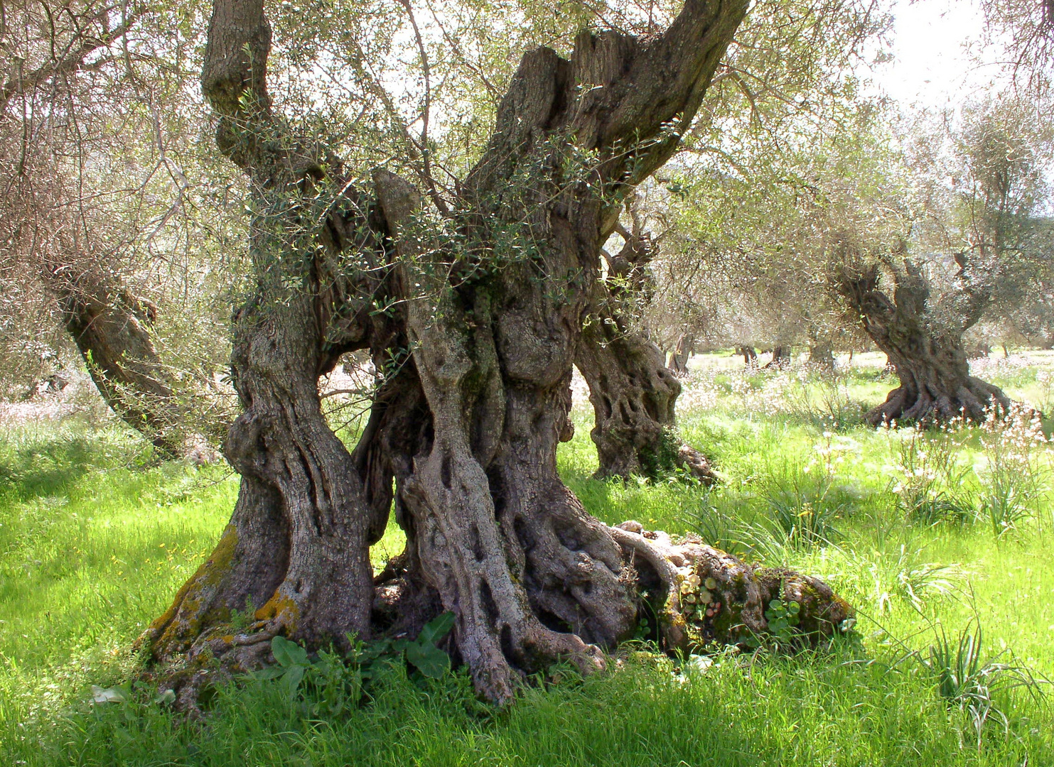 Olivenbäume in Südsardinien