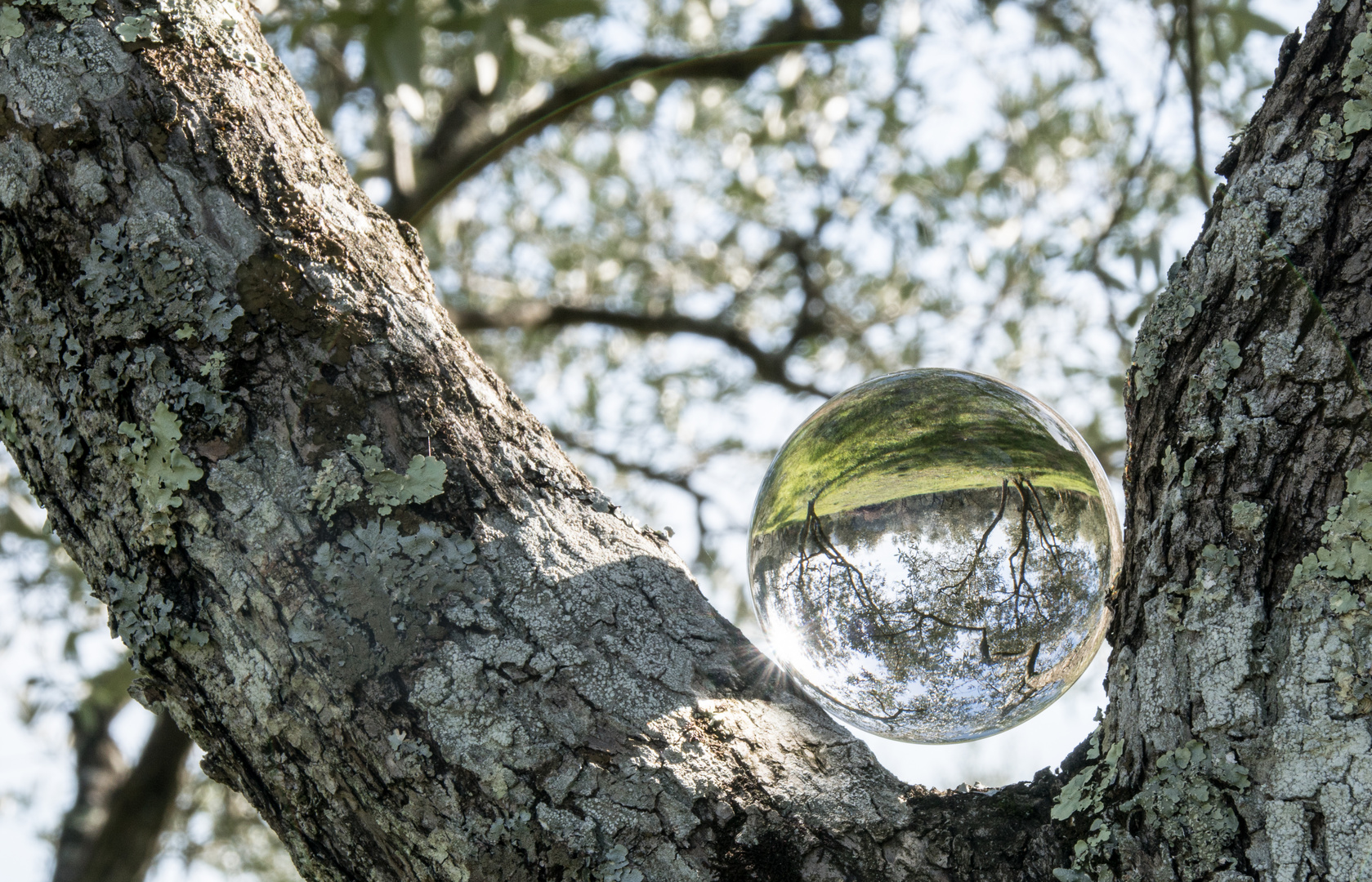 Olivenbäume mit Lensball