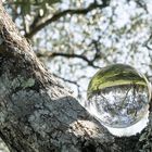Olivenbäume mit Lensball