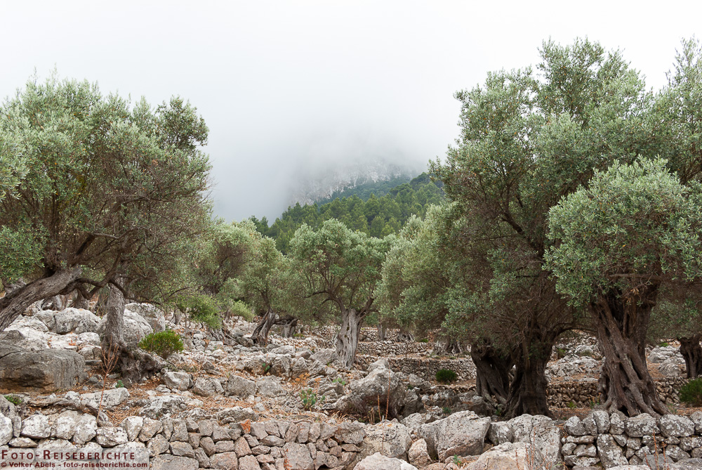 Olivenbäume nach einem Regen auf Mallorca