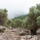 Olivenbäume nach einem Regen auf Mallorca
