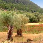 Olivenbäume reload
