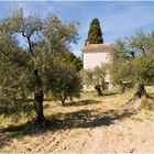 Olivenbäume und Cabanon
