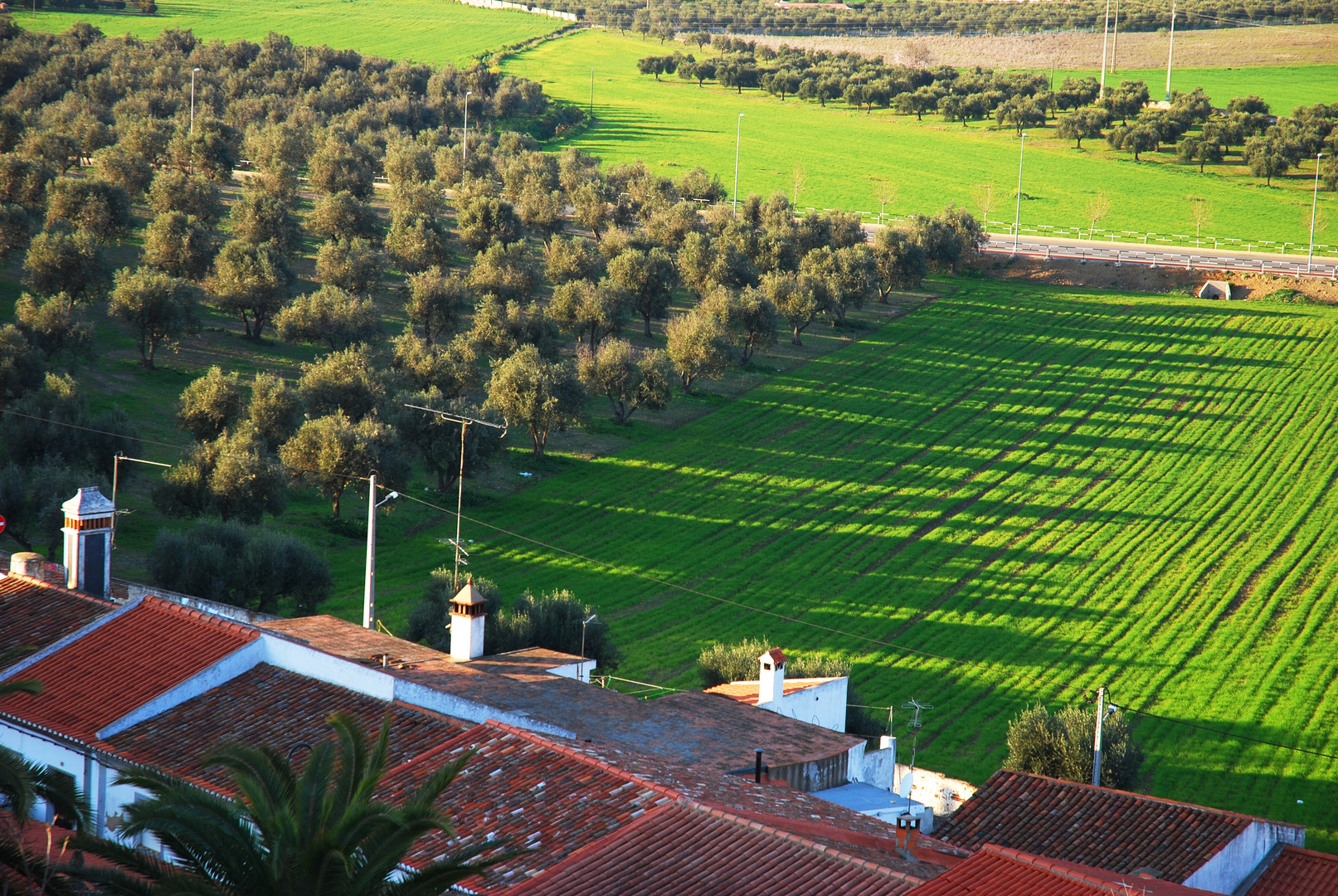Olivenbäume und ihre Schatten