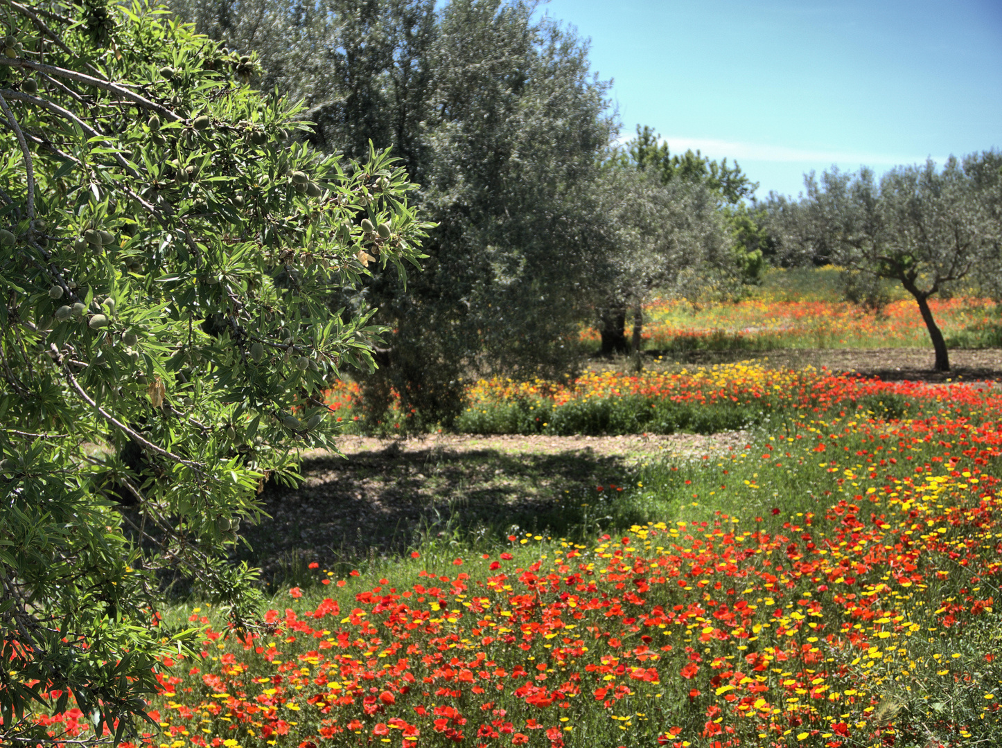 Olivenbäume und Klatschmohn