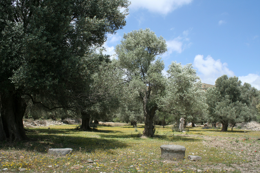 Olivenbäume und Überreste von Gortys (2)