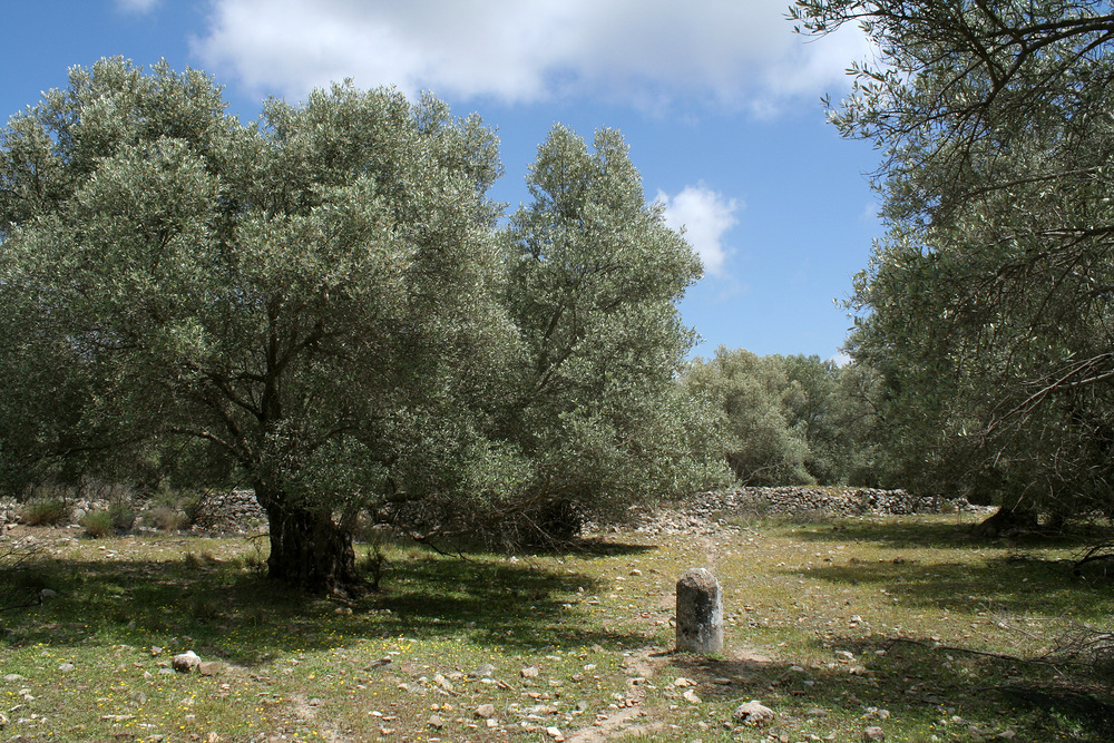 Olivenbäume und Überreste von Gortys (3)