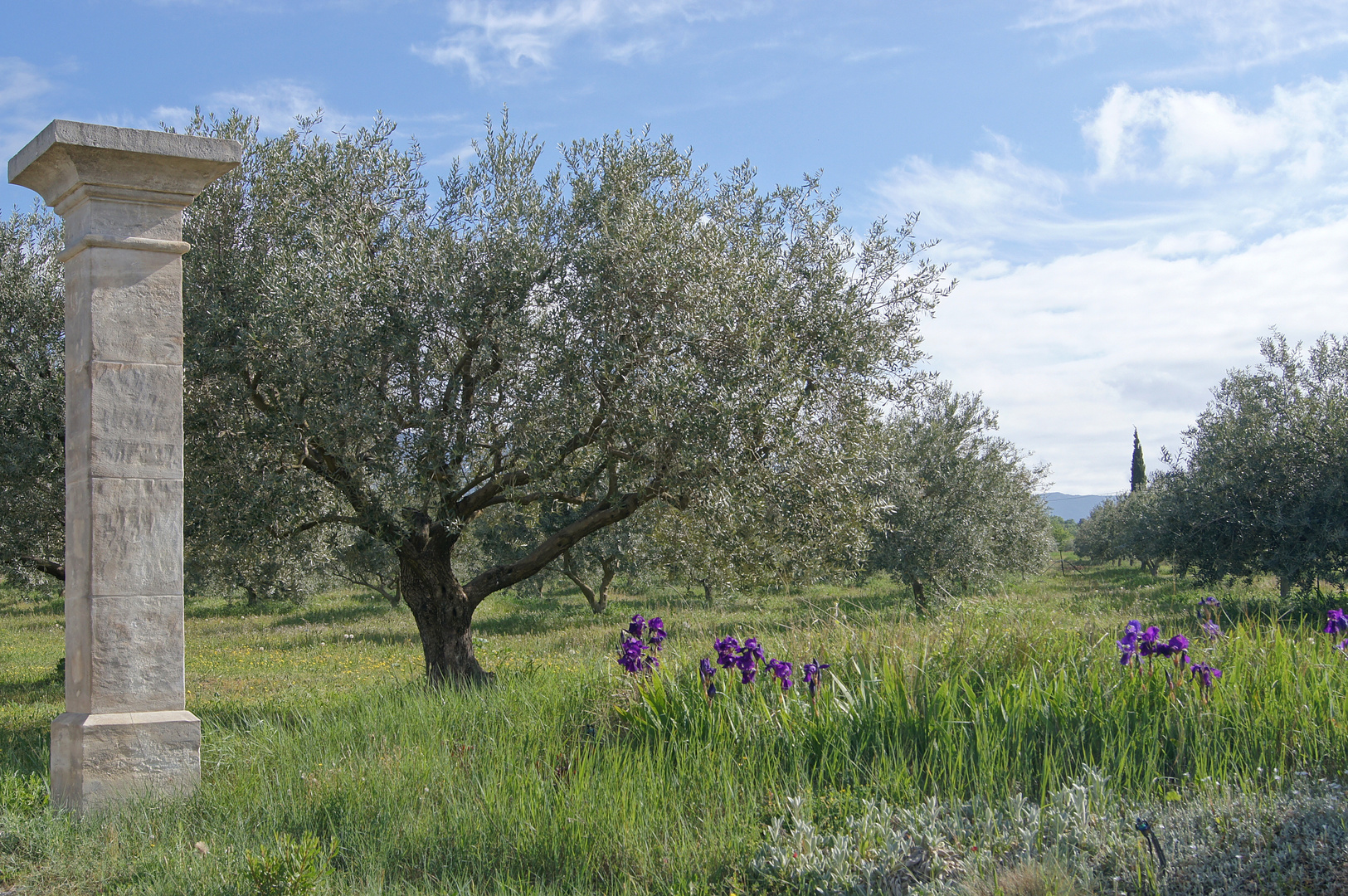 Olivenbäume von Cucuron - Les oliviers de Cucuron