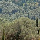 Olivenbäume, Zypressen, ...