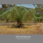 Olivenbaum-1