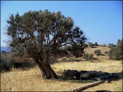 Olivenbaum 1