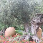 Olivenbaum, 1000 Jahre