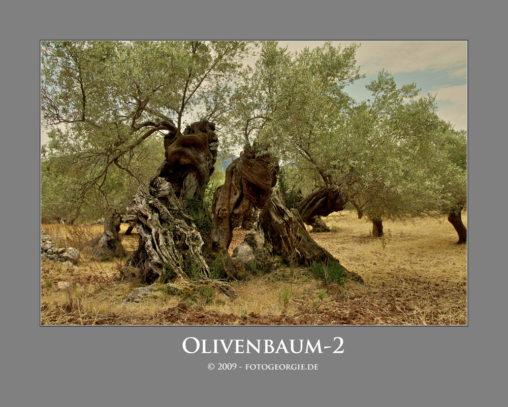 Olivenbaum-2