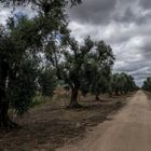 Olivenbaum Allee