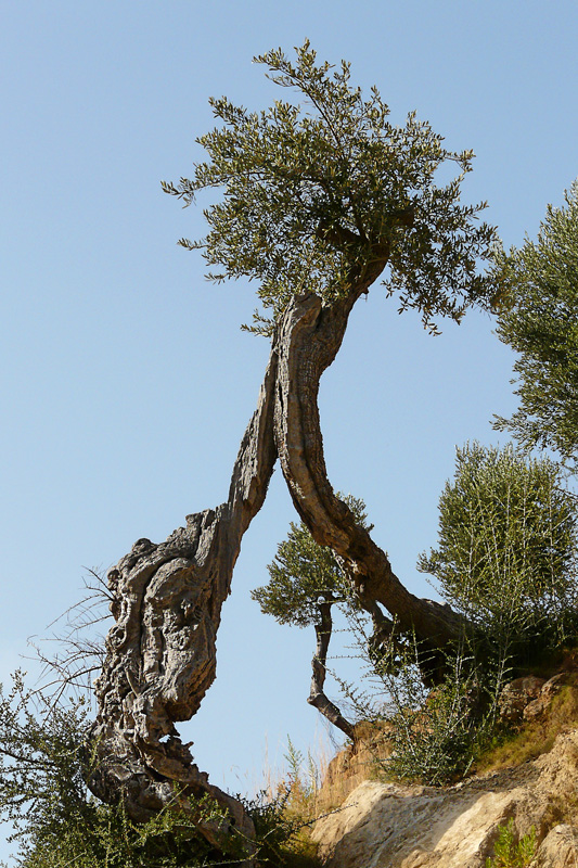 Olivenbaum - als Tor zum Himmel