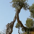 Olivenbaum - als Tor zum Himmel