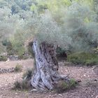 olivenbaum ..alter?...