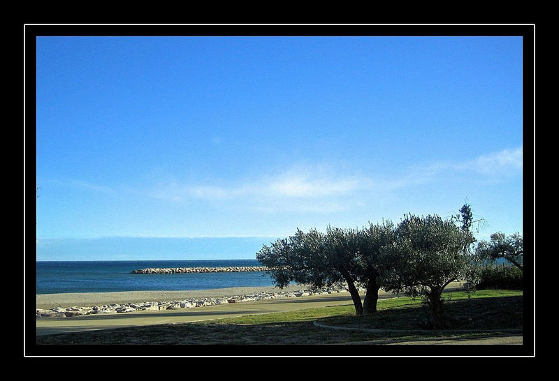 Olivenbaum am Meer