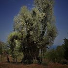 Olivenbaum andere Dimension