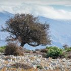 Olivenbaum auf Rab