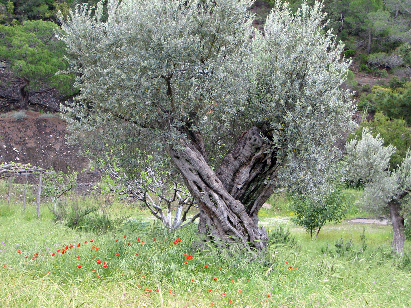 Olivenbaum auf Rhodos