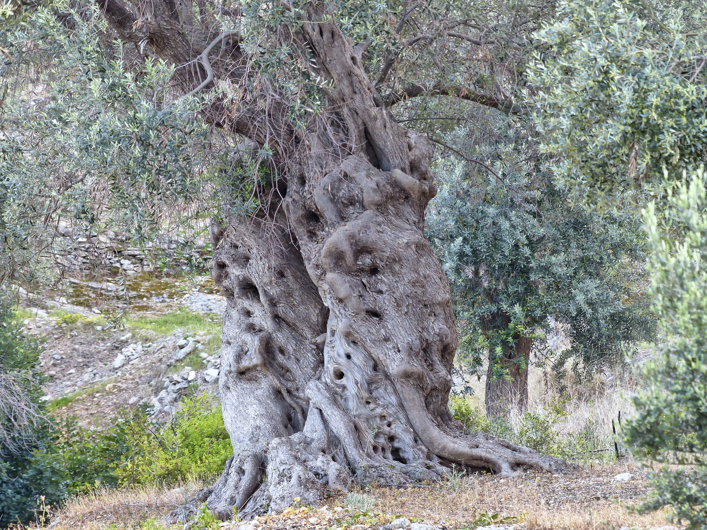 Olivenbaum auf Samos