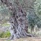 Olivenbaum auf Samos