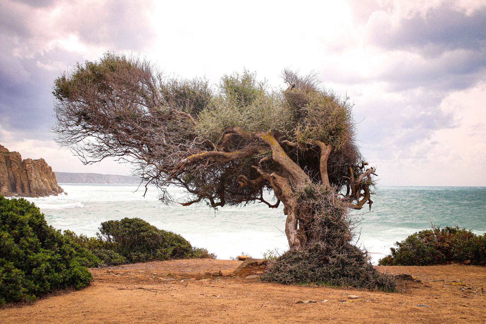 Olivenbaum auf Sardinien 