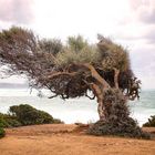 Olivenbaum auf Sardinien 