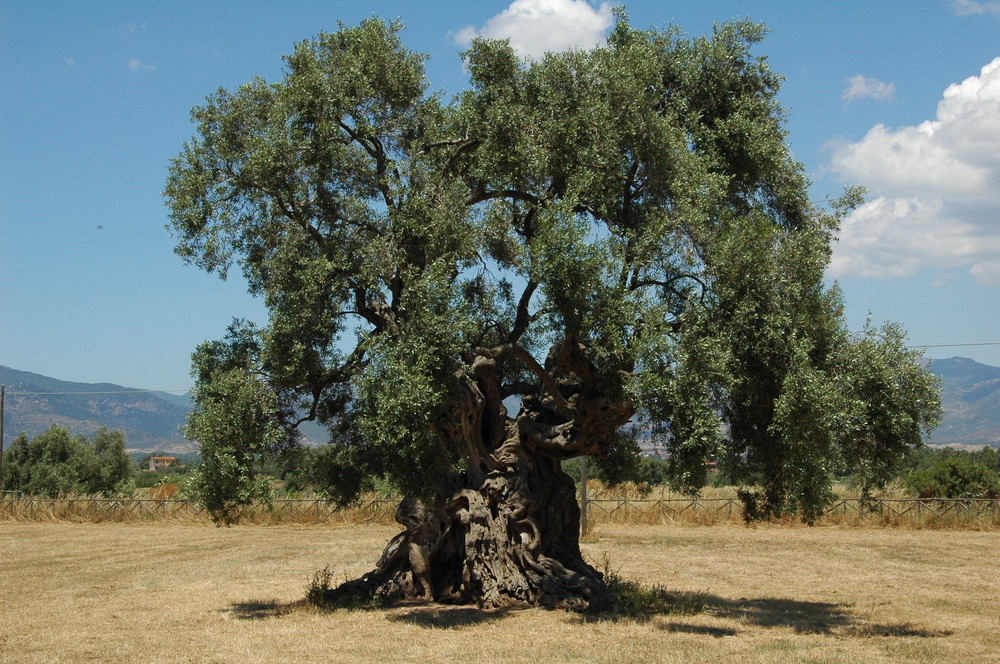 Olivenbaum auf Sardinien Foto & Bild | pflanzen, pilze & flechten