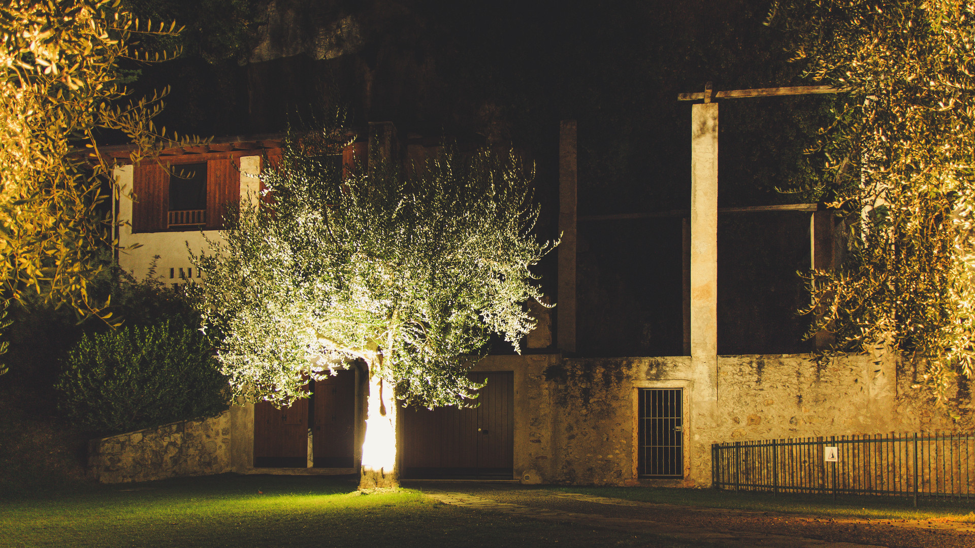 Olivenbaum bei Nacht