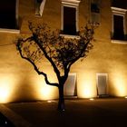 Olivenbaum -Die Skulptur-