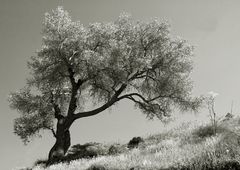 Olivenbaum im Frühling