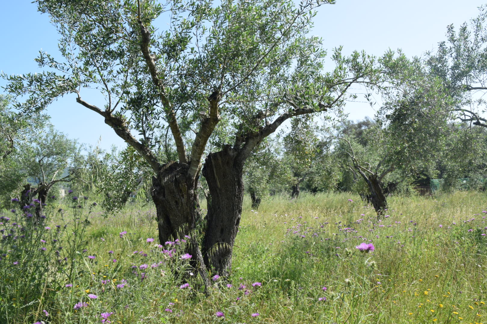 Olivenbaum im Frühling auf Korfu