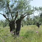 Olivenbaum im Frühling auf Korfu