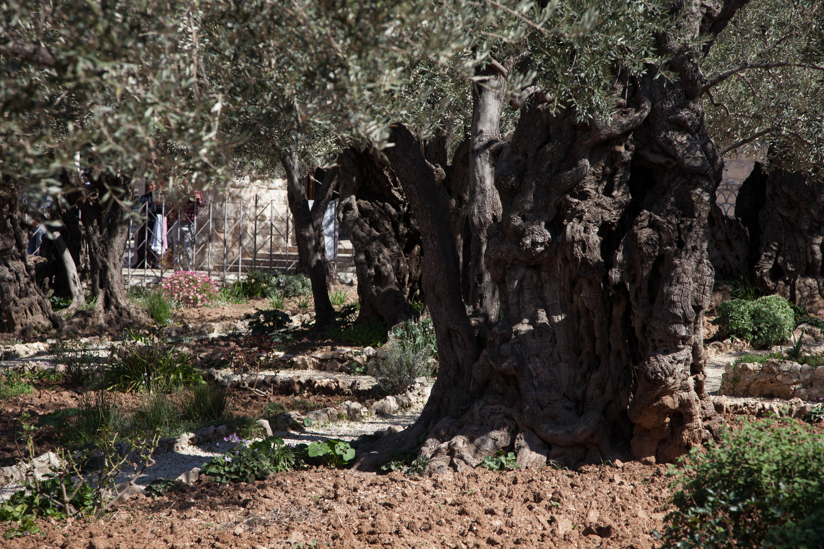 Olivenbaum im Garten Gethsemane