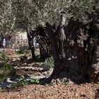 Olivenbaum im Garten Gethsemane
