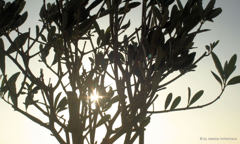 Olivenbaum im Gegenlicht