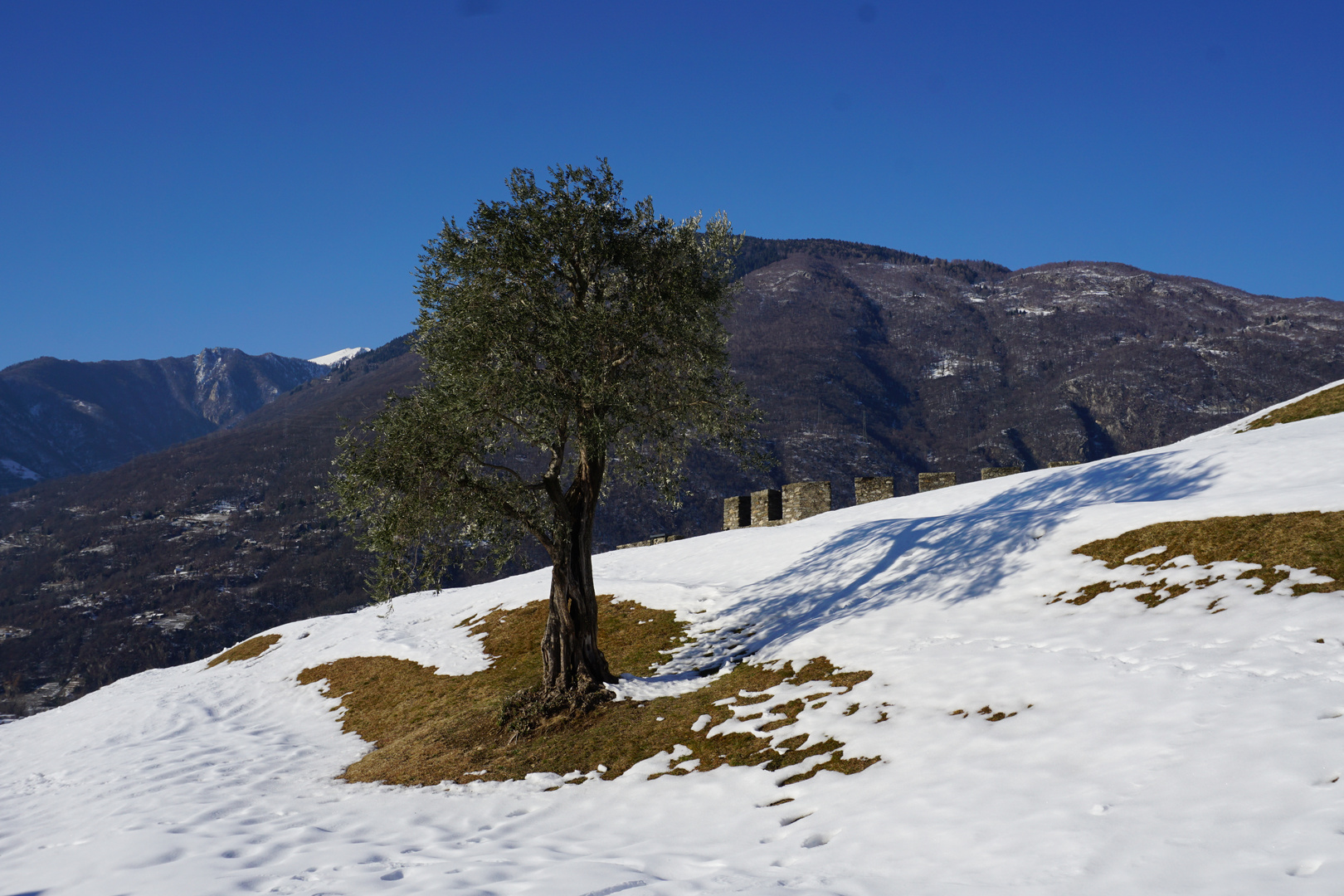 Olivenbaum im Schnee