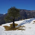 Olivenbaum im Schnee
