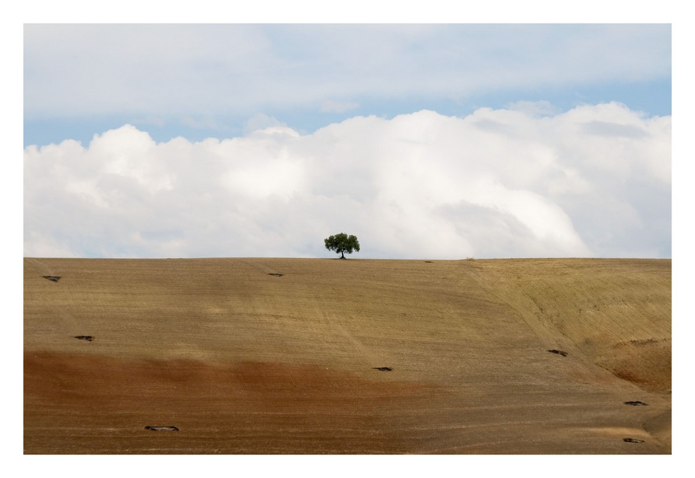 Olivenbaum in Andalusien