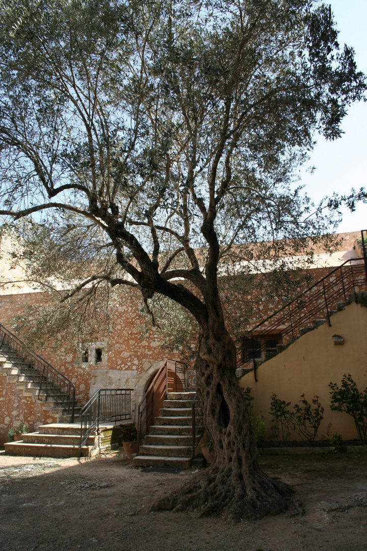 olivenbaum in arkadi