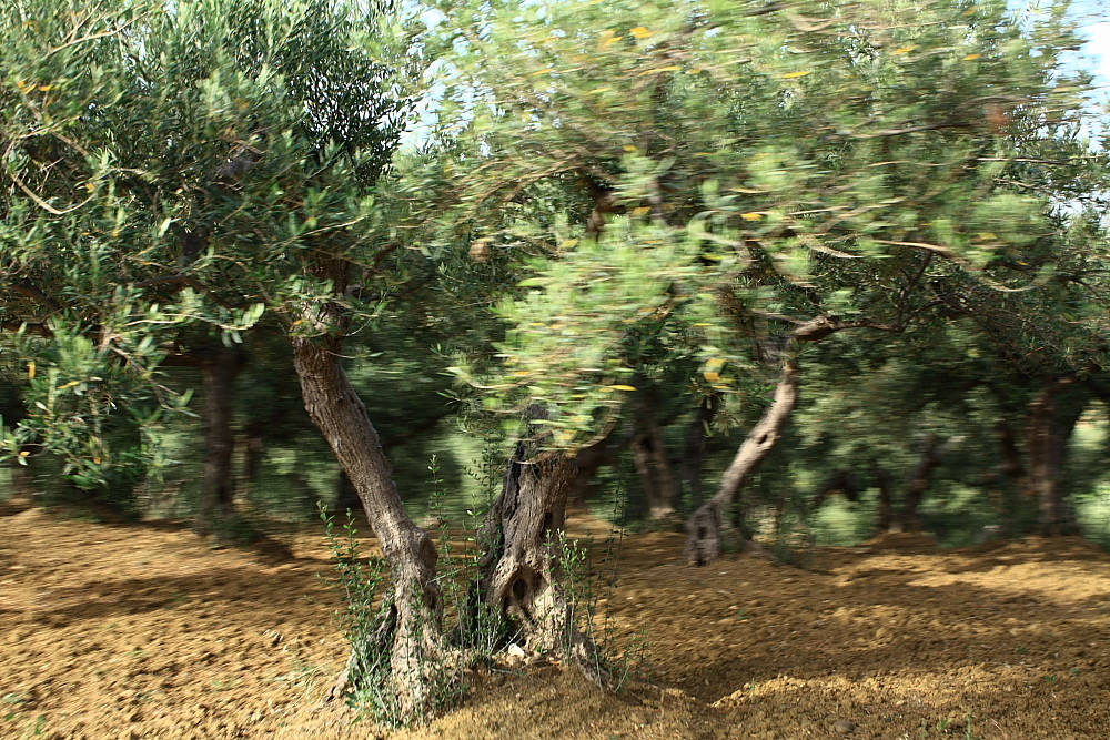 Olivenbaum in Bewegung