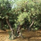 Olivenbaum in Bewegung